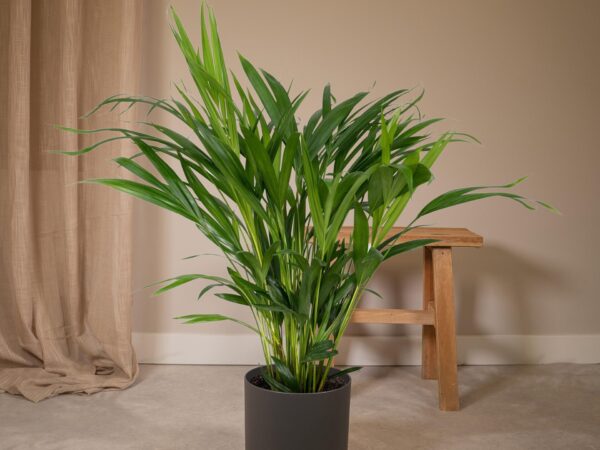 areca m