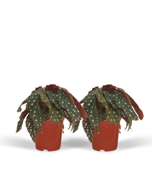 begonia 2x