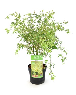 Acer Palm. Butterfly XL