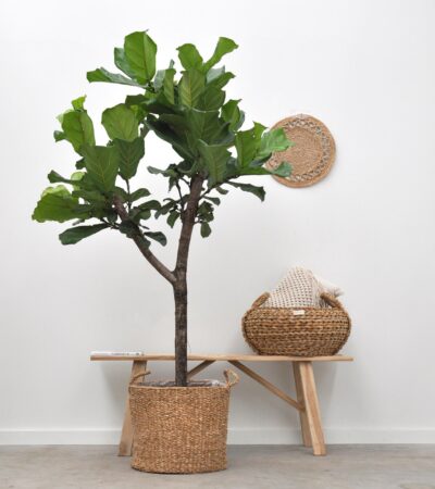 ficus lyrata boom ficus lyrata boom