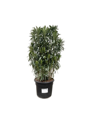 Nerium Oleander Struik 190cm