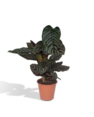 ornata 75cm
