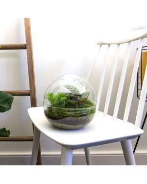 DIY Terrarium - Dome - ↑ 20 Cm