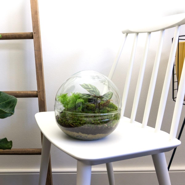DIY Terrarium - Dome - ↑ 20 Cm