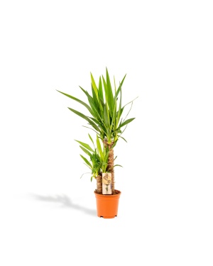 Yucca 90cm