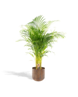 Areca palm met sierpot L