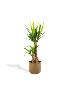 Yucca met pot 100cm