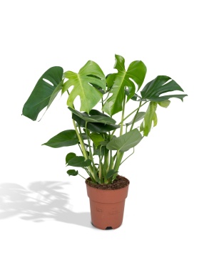 Monstera Deliciosa - Gatenplant 60cm