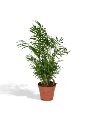 Chamaedorea Elegans - Mexicaanse Bergpalm M