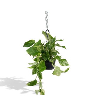 Epipremnum Marble Queen - Scindapsus M