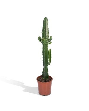 Euphorbia - Cactus M
