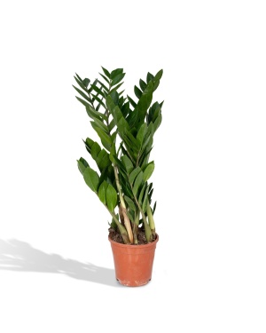 Zamioculcas Zamiifolia 70cm