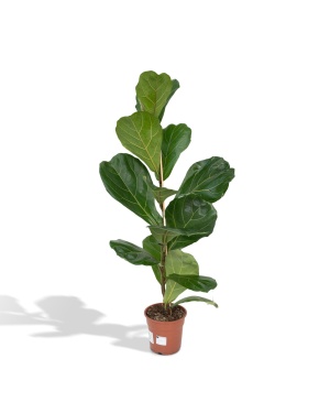 Ficus Lyrata - Tabaksplant M