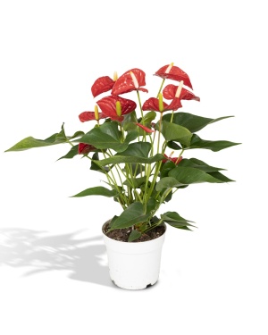 Anthurium Red - Flamingoplant L