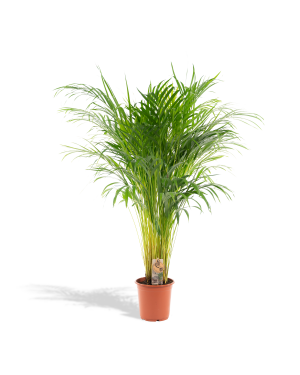 Areca goudpalm L