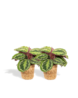 Schaduwplant duo - 2x Calathea Medallion met mand