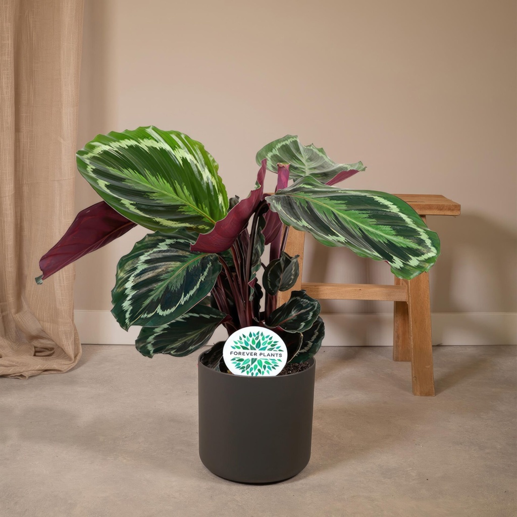 Kamerplanten die niet veel licht nodig hebben 3 calathea medallion in pot