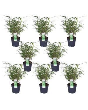 8x - Fargesia rufa M