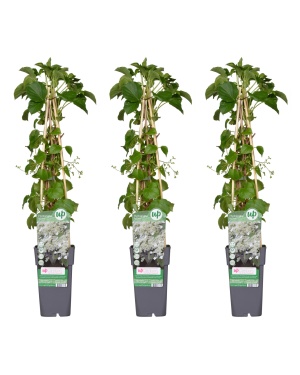 3x - Hydrangea petiolaris