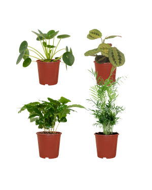 Diervriendelijke plantenbox - 4 stuks - Ø12cm - ↕20-40cm