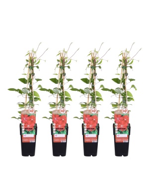 4x - Clematis Rouge Cardinal