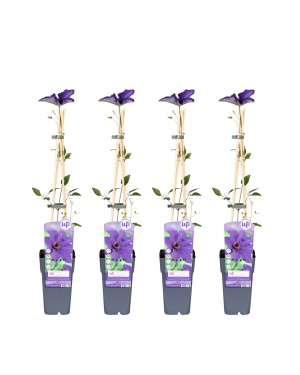 4x - Clematis The President