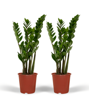 2x Zamioculcas Zamiifolia - Emerald palm M