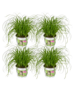 4x Cyperus Alternifolius - Kattengras