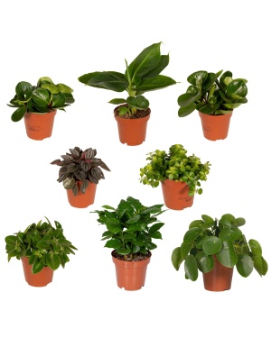 Verrassingsbox 8 diverse kamerplanten - 10-25 cm