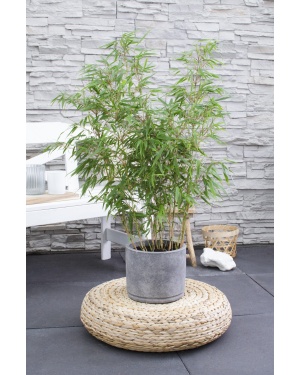 Fargesia rufa 80cm