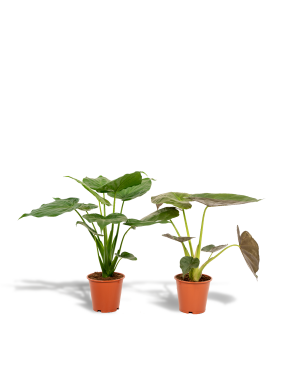 Alocasia Cucullata + Alocasia Wentii
