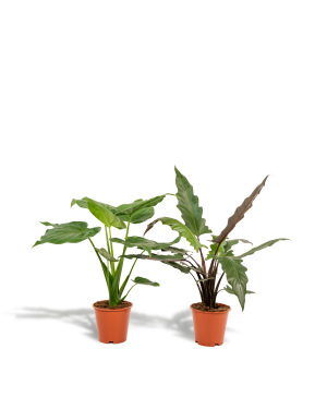 Alocasia Cucullata + Alocasia Lauterbachiana