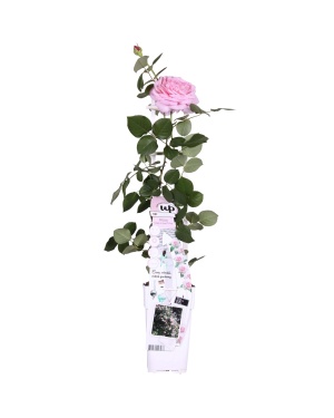 Rosa Crazy in love 'Pink' - Roze Roos