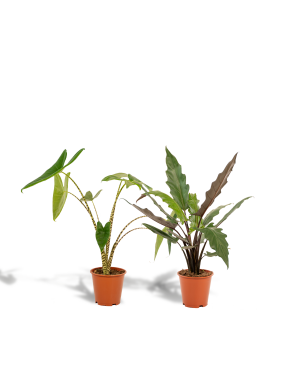 Alocasia Zebrina + Alocasia Lauterbachiana