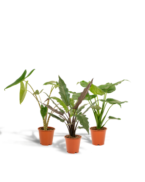 Alocasia Zebrina + Alocasia Cucullata + Alocasia Lauterbachiana