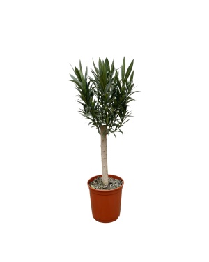 Nerium Oleander op stam met roze bloem - 110cm
