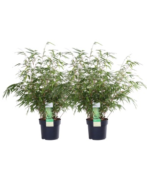 2x - Fargesia rufa M