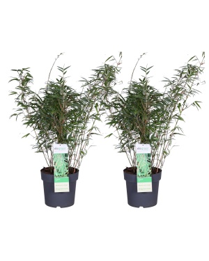 2x - Fargesia rufa L