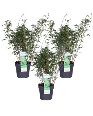 3x - Fargesia rufa L