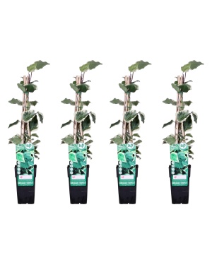 4x - Hedera algeriensis Gloire de Maren