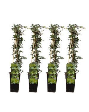 4x - Hedera helix