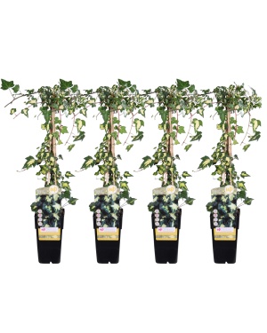 4x - Hedera helix Goldheart