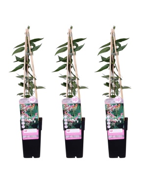 3x - Lonicera henryi