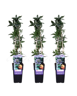 3x - Passiflora caerulea