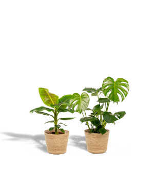 Incl. plantenmand - Monstera Deliciosa + Alocasia Zebrina + Strelitzia Nicolai