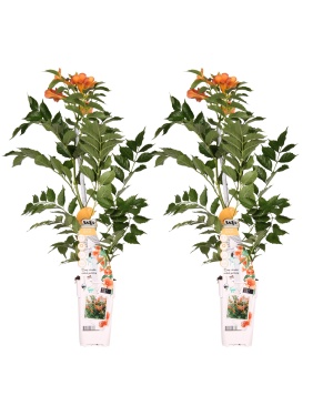 2x - Campsis Indian Summe