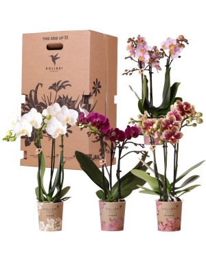 Verrassingsbox met 4 verschillende Orchideeën
