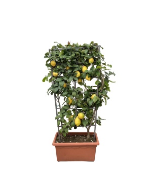 Citrus Lemon op rek XL