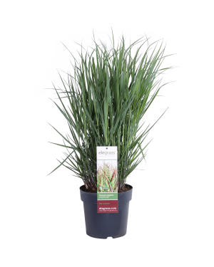Panicum virgatum Cheyenne Sky M