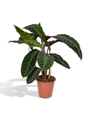 Calathea Warscewiczii - Pauwenplant M